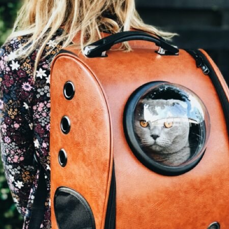 Read more about the article Traveling with your beloved Animal Companion