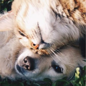 Read more about the article How to teach your dog & cat to get along