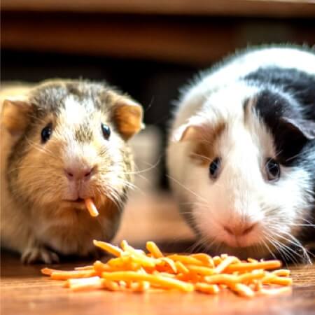 Read more about the article What is the best food for your  pet?