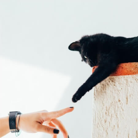 Read more about the article Creating a bond with your new friend