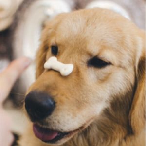 Read more about the article Why is pet dental care so important?
