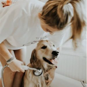 Read more about the article How to take care of your  pet’s body