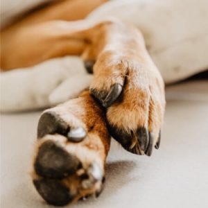 Read more about the article Protecting your pet’s paws from the cold