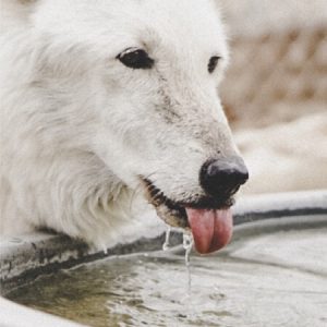 Read more about the article How to make your pet drink more water